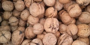 Walnuts