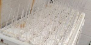 Bird Spikes
