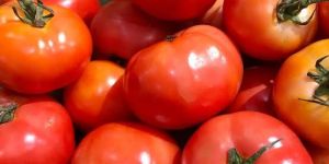 Tomato