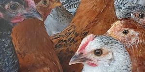 Organic Desi Poultry Farm