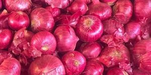 Red Onion
