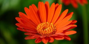 Gerbera Flower Plant