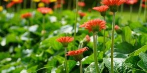 gerbera gardens landscaping