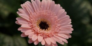 indoor office patio gerbera plant