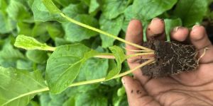 tissue culture gerbera plants