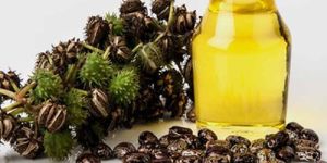 Castor Seeds Oil