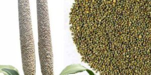Millet Seeds