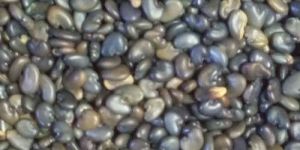 Sunn Hemp Seeds