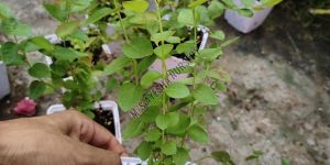 Blueberry Plant