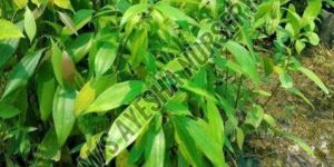 Cinnamon Plant