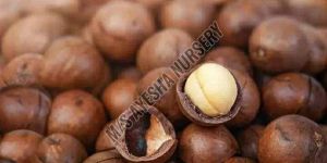Macadamia Nut Seeds