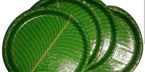 12 15 inch yellow buffet paper plate