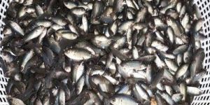 Live Koi Fish Seeds