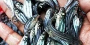 Live Pangasius Fish SEEDS