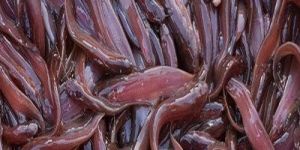 Live Singhi Fish Seeds