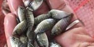 Live Tilapia Fish Seeds