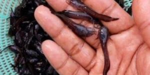 Brown Magur Fish Seeds