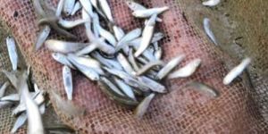 Mullet Fish Seeds