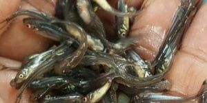 Nona Tangra Fish Seeds