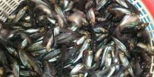 Grey Pangasius Fish Seeds