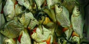 Green Roopchand Fish Seeds
