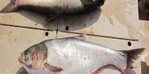 Silver Carp Fish Seeds