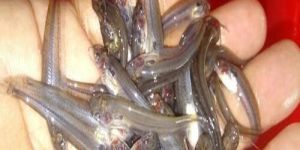 Siver Pabda Fish Seeds