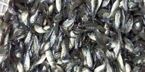 Grey Tilapia Fish Seeds