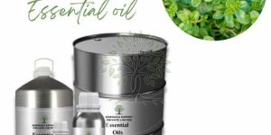 Thyme Essential Oil