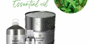 Tulsi Holy Basil Essential Oil