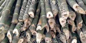 Bamboo Poles