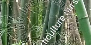 Bamboo Plant