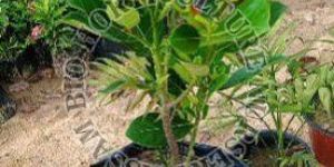 Jackfruit Plant