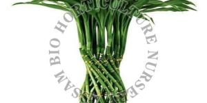 Lucky Bamboo Plant