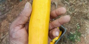 Yellow Zucchini