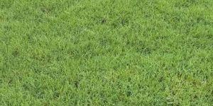 Australian Green Grass