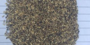 Kasni Seeds