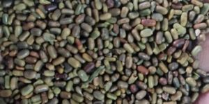 Green Manure Sesbania Seeds