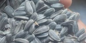 Sunflower Seed