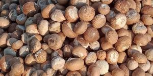 Dry Betel Nut