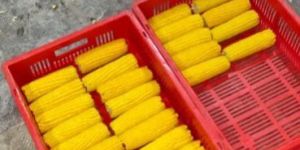 Frozen Sweet Corn Cobs