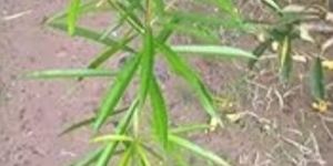 Red Oleander Flower Plant