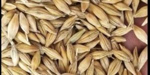 Feed Barley