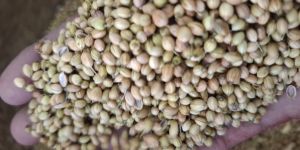 Eagle Coriander Seeds