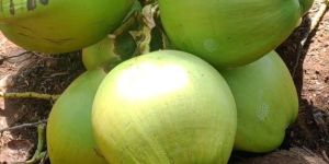 Green Tender Coconut