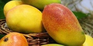 Suvarnarekha Mango