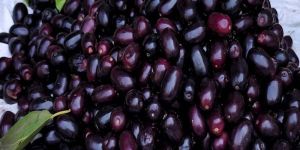 Fresh Jamun