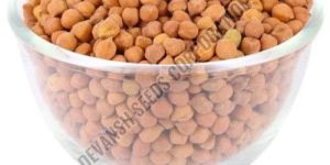 PBG-5 Chickpea Seed