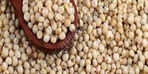 Sorghum Seed