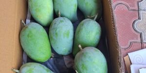 Fresh Kesar Mango